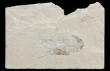Cretaceous Fossil Shrimp - Lebanon #69988-1